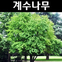 계수나무 묘목 실생2년 뿌리묘 5개/정원/공원/조경수