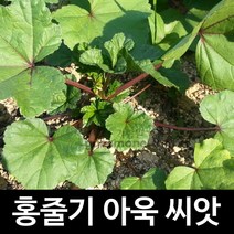 홍줄기 붉은 아욱 씨앗 재래종 토종 아욱씨앗 100알
