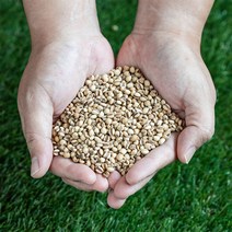 국산 한방차 30종 볶은 옥수수 보리 우엉 결명자 둥굴레 돼지감자 가지 치커리 작두콩 무말랭이 율무 차, 볶은율무차100g