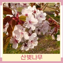 벚나무 묘목 산벚 실생2년생 뿌리묘 5개