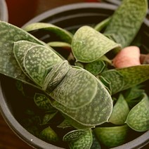 자보 예쁜다육 랜덤발송 1226-15, 단품