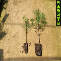 소나무(적송) 포트묘, 05. 적송-H2.0, 1개