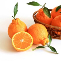 제주 고당도 꿀 한라봉 선물용 가정용 1.5kg 5kg 산지직송, 정품 1.5kg (중과 / 5~8과)