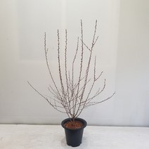 온누리농원 산앵두나무