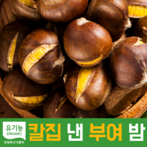[국내산] 유기농 밤나무를 털어왔어요! 최대 산지 충남 부여 밤 햇밤, 칼집 낸 밤 대과 1kg(개당 2.4g 내외)
