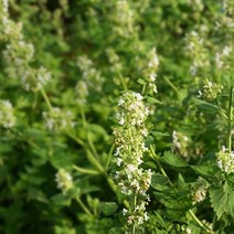 [캔들이케아] 국내산 프래그런스 오일 50ml 108종, 26_캣닢