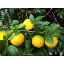 햇 국내산 탱자 지각 생탱자 노란탱자, 1개