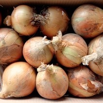 채소애 2022년 국내산 햇양파 3kg 5kg 10kg 20kg, 1개