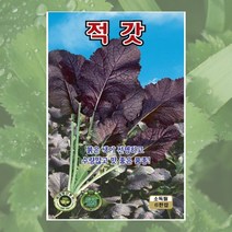 갓 씨앗 6000립 적갓 씨 KS종묘, 1개