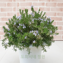 도희씨네 정원>>꽃이피는 로즈마리 클리핑 로즈마리 230″ class=”wr-img”></a></div>
</div>
</div>
</div>
<div class=