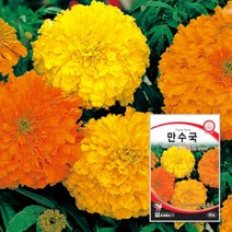 꽃씨몰 만수국종자 만수국씨 씨앗 60립