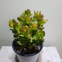 [나인에잇틴]염좌 중품 다육이