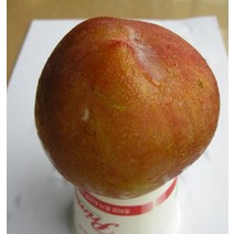 자두나무(로얄대석)결실주분(R3CM)묘목/dd2589
