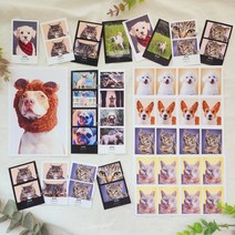 강아지 고양이 증멍사진 견생네컷 반려동물 인생네컷 증명사진, 8컬러, 01_증명사진 (8p)