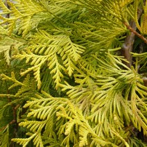 침엽수/ 에메랄드 골드 (최고 조경수) 삽2년 포트묘 2개 / NT113