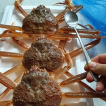 최상급 활 영덕대게 생물 포항 구룡포 박달대게 산지 직송, 국산대게 소 9.1~9.5cm 3마리