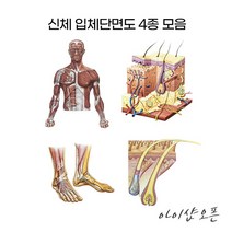 아이샵오픈 신체단면 입체단면도 4종모음 입체단면도 피부단면도 발단면도 모발단면도 병원 관리샵 - 한국, 옵션03.발구조입체단면도
