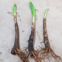 (DB소망)산마늘모종(약6-7년생 종근)40촉 명이나물모종, 1개