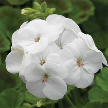다년생꽃씨 씨앗] 제라늄 핀토 화이트 5립