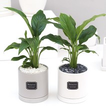 아침향기 공기정화식물 무광 원형화분 [브라운], 1개, (무광원형/그레이)스파트필름