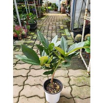 40~60cm 299 외목대 만병초 중대품, 1개