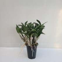 온누리농원 대명석곡 대품 공기정화식물 반려식물