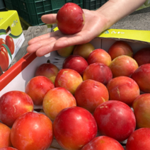 자두 대석 피자두 후무사 도담 추희 하우스 1kg 2kg 2.5kg, 1개, 2.5kg 중과 30과 내외