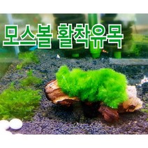 아쿠아마켓 모스볼 활착유목