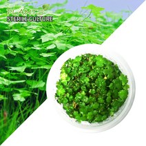 헬로아쿠아 모음)초보수초 200종모음전 쉬운수초 어항장식 열대어 어항꾸미기 수족관꾸미기, 113번)무균배양 노치도메