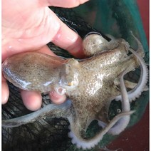 남해안 활쭈꾸미 당일조업 산지직송 쭈구미1kg(15미내외) 금테문어, 활쭈꾸미2kg