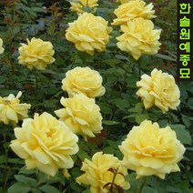 사계정원장미 장미나무 묘목 포트 관목형, 08.클레오파트라, 1개