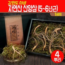 자연산 산양삼 5년 6년근 국내산 자연 재배 강원도 장뇌삼 생 산삼 뿌리 설날 추석 명절 부모님 건강 선물 세트 4뿌리, 강원도 산양삼 선물세트 4뿌리, 1세트