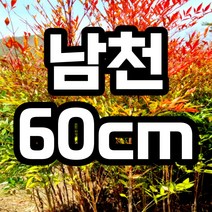 남천나무 60cm 분묘 철쭉마켓 빨간 단풍 묘목 분묘 노지월동 열매 생울타리 조경수 정원수 공기정화식물 재배농원직송, 남천나무 분묘 60cm 1개 (배송비별도)