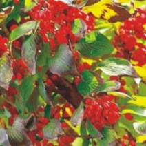 산수유 나무 소교목 종자 품종 식물 씨 씨앗 100립-72394EA, 쿠팡 대성상사 본상품선택