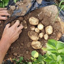 2022년 산지직송 강원도 두백 수미 햇감자 분감자 감자 3kg 5kg 10kg, 1박스, 감자 특(찜,요리용) 10kg