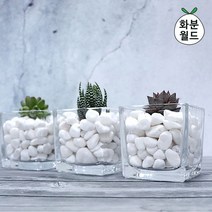 화분월드 인테리어 더좋은 백자갈 1.5kg, 7호