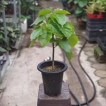 [나인에잇틴]핫도그 휘커스움베르타 외목대