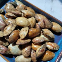 남해안 제철 바지락 500g/1kg 해감바지락 조개탕 샤브샤브 해물찜 왕바지락 캠핑해산물, 500g