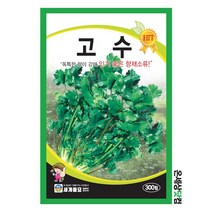 고수 300립 /고수씨앗 쌈채소 고수씨 이색채소 씨앗