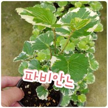 꽃나라엘리스 파비안느-화이트-파비앙..있을때 주문하세요ㅋ