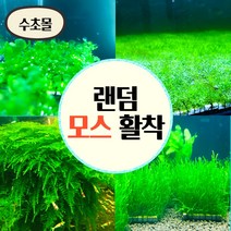[수초몰] 모스활착 랜덤세트 /활착 모스 초보수초 음성수초 활착수초 활착모스 모스활착 피규어모스 화산석활착 구피 새우 수초맛집 피규어활착 피규어 모스볼, 갓 활착 랜덤 3종