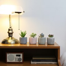 데꾸의 힐링포인트 미니 다육이4종 택2, 2.언성, 2.언성