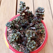 홍포도 대품 우아한 수형과 물듦이 예쁜 다육식물1-200, 단품, 1개