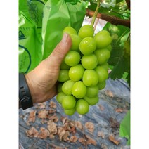 씨없는 샤인머스켓 제철과일 망고 청 포도 프리미엄 고당도 애플 델라웨어 캠벨 유기농, 2kg(2~4수)