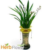 산천보세 동서양란 전국당일꽃배달, 1개