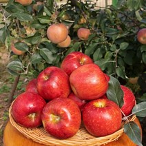 청송 안동 부사 흠집 못난이 햇 가정용 사과 2kg-5kg, 5kg, 간식(23~24과)