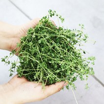 타임 생잎 10g 허브 (Thyme) 붉은색