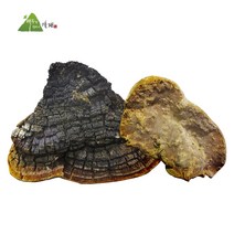 자연산 뽕나무 상황 버섯 500g, 1개