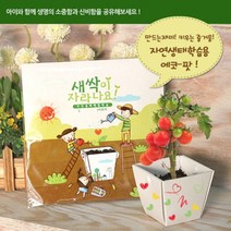 꿈쟁이 에코팟 자연생태학습용 봉선화, 단품
