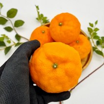 명품 고당도 제주도 감귤 신비향 설국향 수라향 제철과일, 1kg